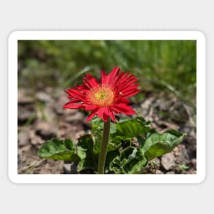 Red Gerber Daisy 3 Sticker